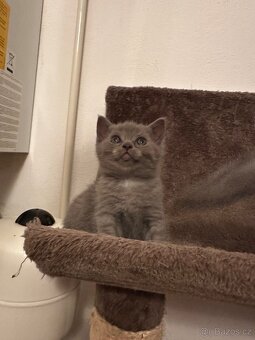 Britská modrá koťata - 4