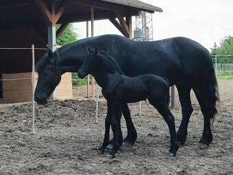 Nádherná fríská kobylka s velkým potenciálem - 4