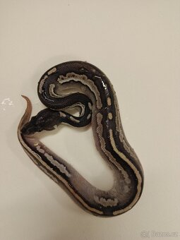 Krajta královská - 4