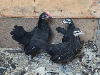 Zakrslé slepičky a kohouti - 4