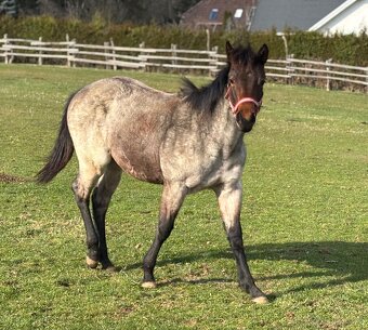 Roční Bay Roan klisna QH - 4