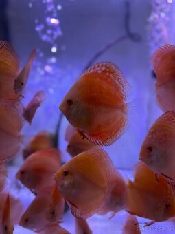 Terčovec Discus - 4