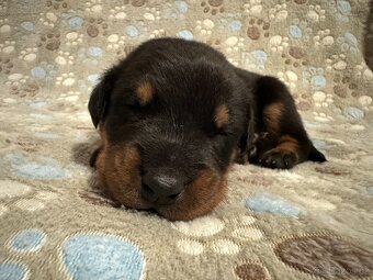 Štěňátka plemena Beauceron (Berger de Beauce) - 4