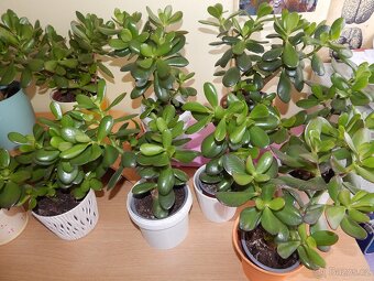 Tlustice pokojová rostlina (Crassula ovata) - 4