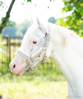 Výjimečný pony valach kat. A, 7let - 4