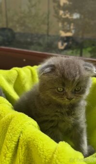 Britské kotě s klopenýma ouškama i rovnýma – mazlivá miminka - 4