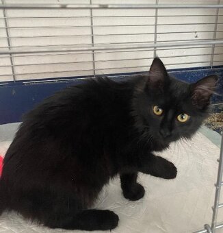 kotě kocourek 3,5 měsíce - 4