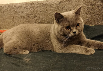 Britský modrý kocour ke krytí - 4