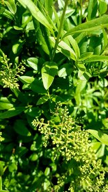 Ligustrum, Ptačí zob, stromky, keře - 4