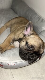 Francouzský buldoček - 4