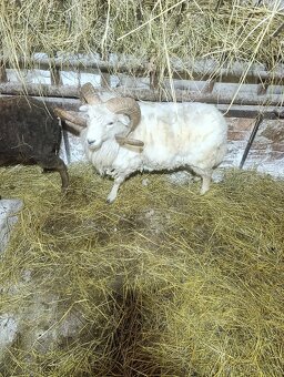 Ouesantská / quessntská ovce - 4