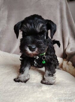 Knirač  Černostříbrný - 4