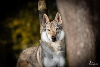 Československý vlčák s PP - 4