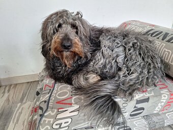 Bordoodle krytí (labradoodle,goldendoodle,pudl,kolie - 4