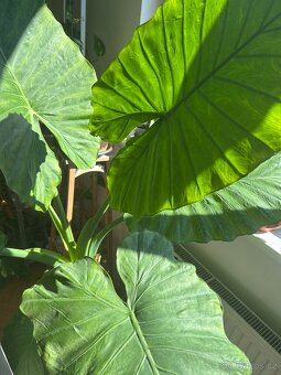 Alocasia Macrorrhiza (sloní ucho) - obří rostlina - 4