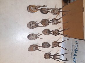 Paroží..11ks - 4