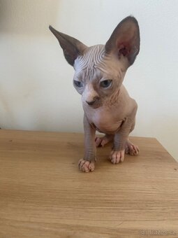Sphynx - 4