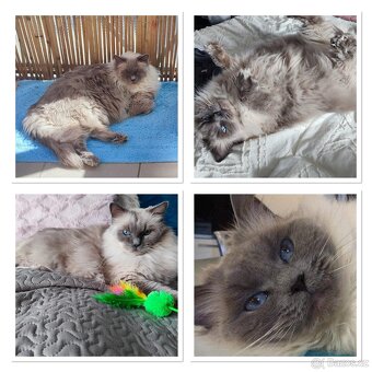 Ragdoll kotě s pp - 4