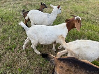 Na prodej – Zdraví kozlové (Boer kříženci) 🐐 - 4