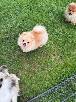 Pomeranian s PP - 4