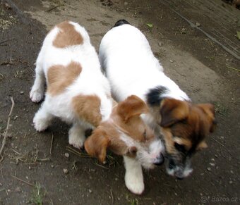 Výhodné: Jack Russell teriér – 5měsíční pejsek s PP k odběru - 4
