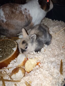 Zakrslý králík - 4