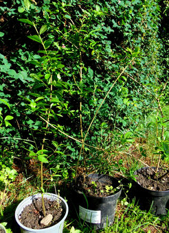 Ptačí zob (Ligustrum) - sazenice - 4