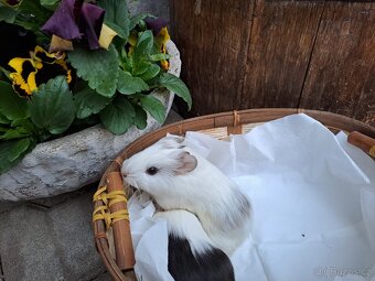 Daruji morcata - zamluvený - 4