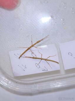 Daruji Pakobylky - 4