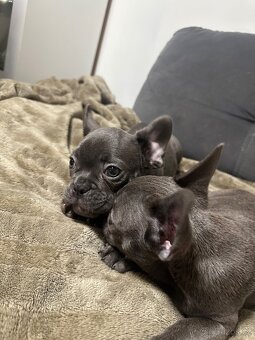 Francouzský buldoček - 4