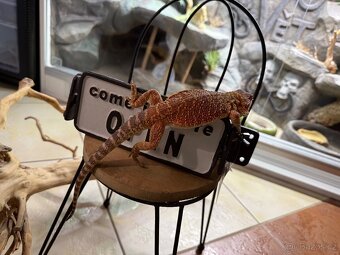 Agama vousatá ihned k odběru - 4