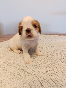 King Charles španěl (spaniel) - štěňata s PP - 4