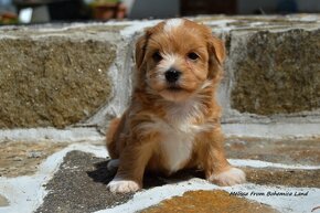 Havanský psík s PP - štěňátka k odběru - 4