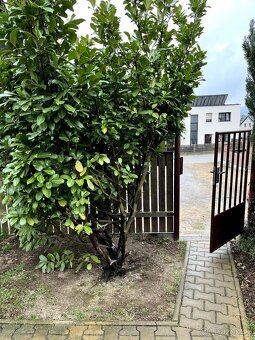 Prodej RD, pozemek 540 m² Sýkořice, Křivoklátsko - 4