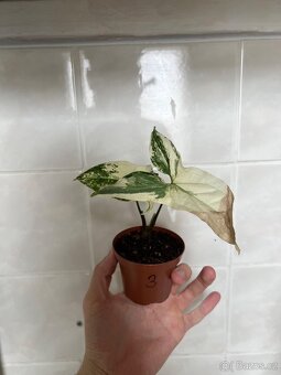 Syngonium variegata - 4