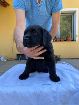 Labradorský retrívr - 4