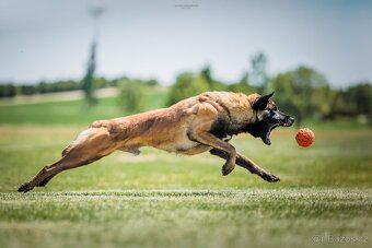 Belgický ovčák - malinois FCI - 4