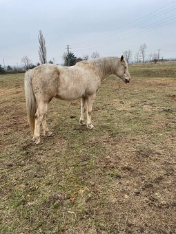 Prodám krásného isabela valacha - 4