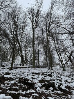 Prodám lesní pozemky v k.ú. Strážnice u Mělníka - 4