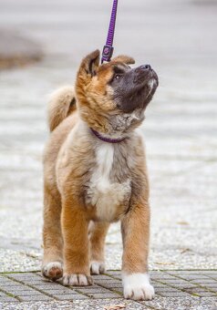 Americká akita s pp - 4