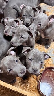 Americký stafordširský teriér - 4