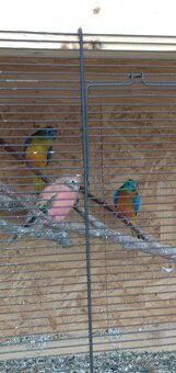 Prodám andulky a neofemy - 4