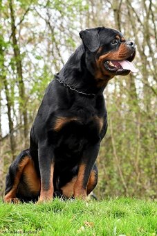 rotvajler - štěňata - 4