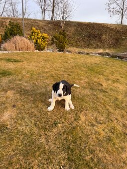 Štěňátko mix Aussie a Ohař s PP - 4