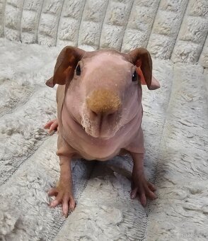 2 skinny samičky s PP - 4