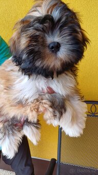 Prodám štěňátka Lhasa Apso (malé společenské plemeno) - 4