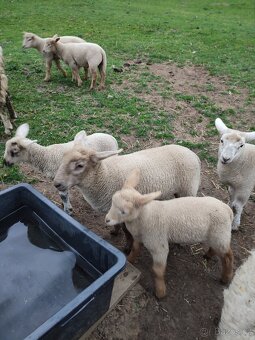 Suffolk x Texel - 4