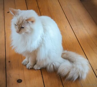 Ragdoll - 4