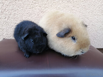 Americký teddy - samci - 4