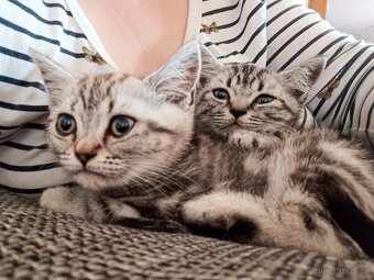 BRITSKÁ KOŤATA WHISKAS BEZ PP - 4